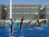 Vido Spectacle des dauphins.